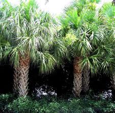 Cabbage Palm w/Boots 4-18' [(Sabal Palm-Booted)]
